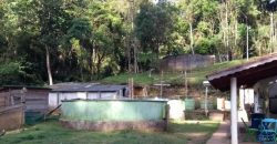 BELÍSSIMO SÍTIO DE 50 HECTARES EM DELFIM MOREIRA- MG.