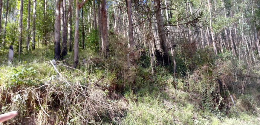 LINDAS CHÁCARAS DE 5.000 M², EM DELFIM MOREIRA- MG