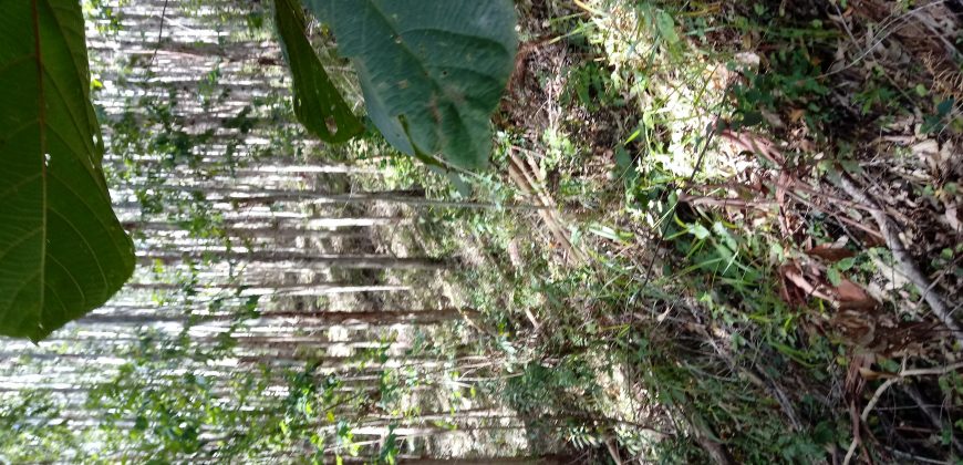 LINDAS CHÁCARAS DE 5.000 M², EM DELFIM MOREIRA- MG