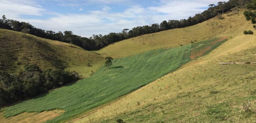 MARAVILHOSA FAZENDA DE 40 ALQUEIRES, EM DELFIM MOREIRA – MG