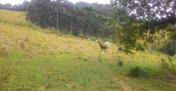 MARAVILHOSA FAZENDA DE 67 ALQUEIRES NO MUNICÍPIO DE DELFIM MOREIRA-MG