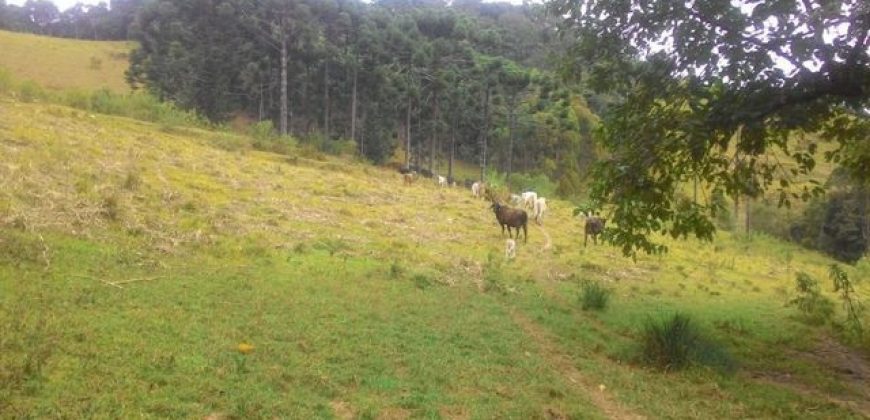 MARAVILHOSA FAZENDA DE 67 ALQUEIRES NO MUNICÍPIO DE DELFIM MOREIRA-MG