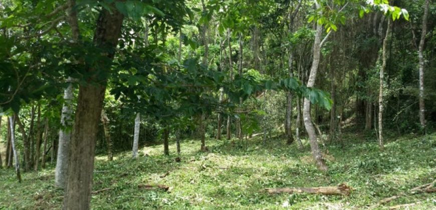 MARAVILHOSO SÍTIO EM DELFIM MOREIRA-MG, COM 7 HECTARES