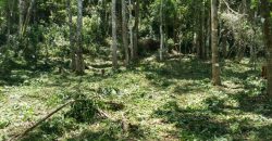 MARAVILHOSO SÍTIO EM DELFIM MOREIRA-MG, COM 7 HECTARES