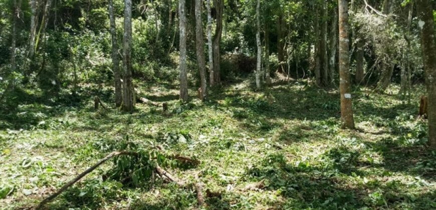 MARAVILHOSO SÍTIO EM DELFIM MOREIRA-MG, COM 7 HECTARES