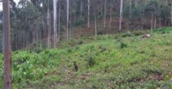 BELÍSSIMO SITIO, COM 8,47 HECTARES, VIRGÍNIA/MG, ÀS MARGENS DO RIO LOURENÇO VELHO