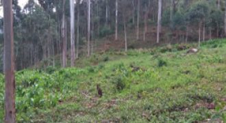 BELÍSSIMO SITIO, COM 8,47 HECTARES, VIRGÍNIA/MG, ÀS MARGENS DO RIO LOURENÇO VELHO