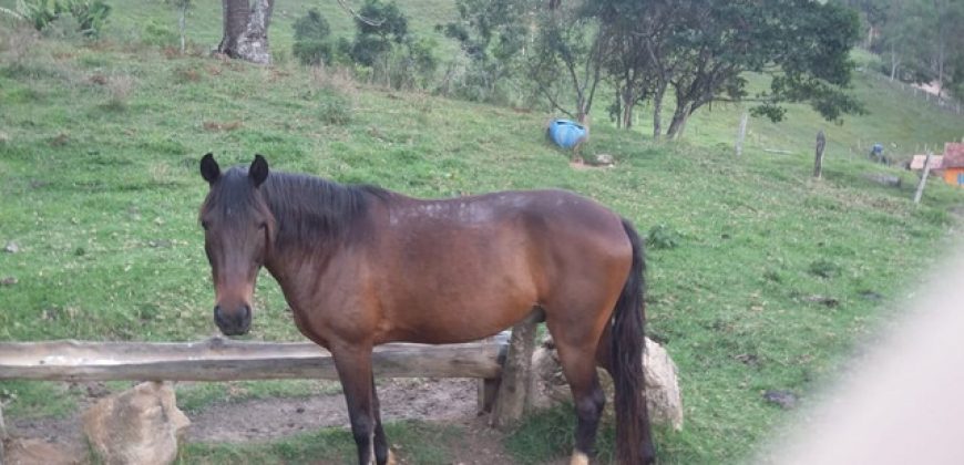 MARAVILHOSO SÍTIO DE 7 ALQUEIRES, BAIRRO CUBATÃO, EM MARMELÓPOLIS/MG