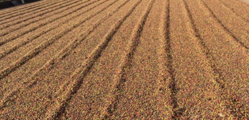 BELÍSSIMA FAZENDA DE 56.072 HECTARES, COM PLANTAÇÃO DE CAFÉ, EM ALBERTINA/MG