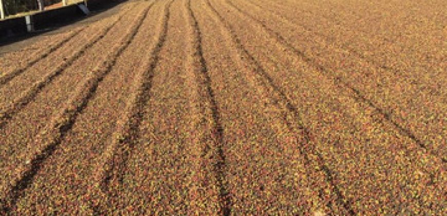 BELÍSSIMA FAZENDA DE 56.072 HECTARES, COM PLANTAÇÃO DE CAFÉ, EM ALBERTINA/MG