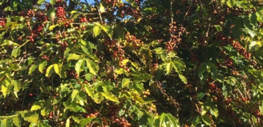 BELÍSSIMA FAZENDA DE 56.072 HECTARES, COM PLANTAÇÃO DE CAFÉ, EM ALBERTINA/MG