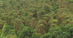 BELÍSSIMA FAZENDA DE 56.072 HECTARES, COM PLANTAÇÃO DE CAFÉ, EM ALBERTINA/MG