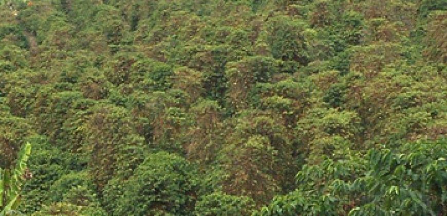 BELÍSSIMA FAZENDA DE 56.072 HECTARES, COM PLANTAÇÃO DE CAFÉ, EM ALBERTINA/MG