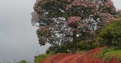 MARAVILHOSO SÍTIO DE 20.000m² EM MARMELÓPOLIS/MG