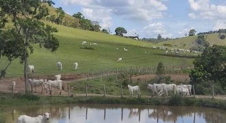 MARAVILHOSA FAZENDA DE 100 ALQUEIRES ESPECIAL PARA GADO, EM ITAPEVA/MG