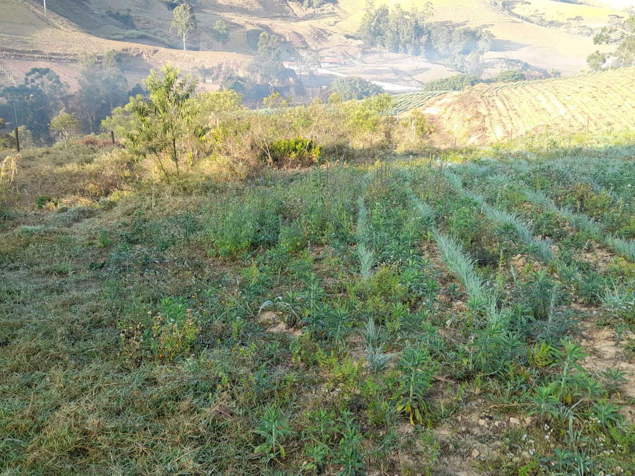 Chácara de 600 m2 plana em Delfim Moreira – MG