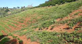 Excelente oportunidade!! Sitio com 5 alqueires, com plantação de bananas e café em Pedralva/MG