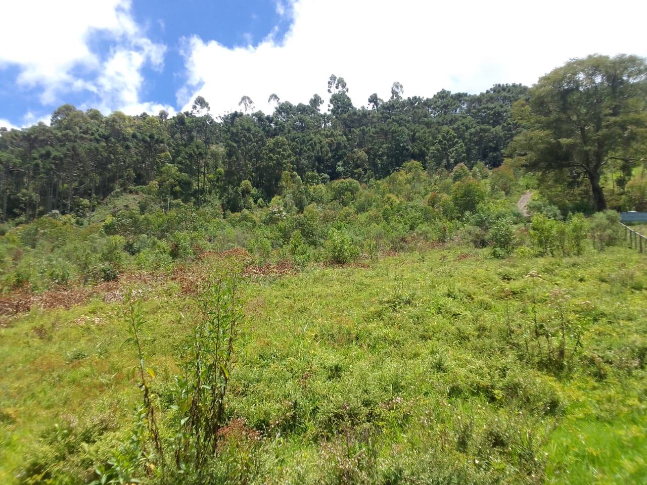 Maravilhoso Sítio de 4 Alqueires em Delfim Moreira-MG