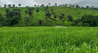 Belíssima Fazenda de 338 Hectares em Abaete/MG. Um Verdadeiro Cenário de Beleza Natural!