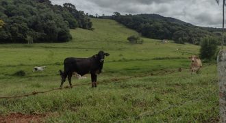 Ótimo Sítio de 6,5 Alqueires, em São José do Alegre, Sul de Minas Gerais!