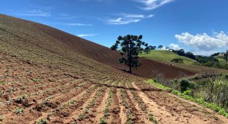 Ótimo Sítio de 21Hectares-100% Produtivo-Terra Boa, Água e Vista Maravilhosa/Maria da Fé-Sul de MG