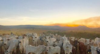 Magnífica Fazenda de 680 Hectares, Especial para Gado, entre Vargem Bonita e Piumhi/MG