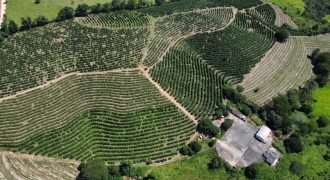 Super Oferta!!! Maravilhosa Fazenda de 29.9 Hectares, com Plantação de Café, Carmo do Rio Claro, Sul de Minas Gerais!