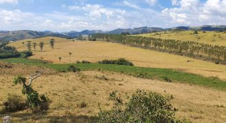 Ótima Fazenda de 153 Alqueires – Dupla Aptidão-Lavoura e Gado – Poços de Caldas/Sul de Minas Gerais