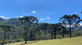 Excelente Sítio de 2,6 Ha, Topografia Incrível e Vista Maravilhosa – Delfim Moreira/ Sul de Minas Gerais